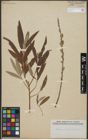 Foto von Salix viminalis L.